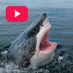 Cover Image of Скачать Sharks: Documentaries Online 🦈 1.0.0 APK