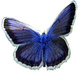 Puzzle Butterfly icon