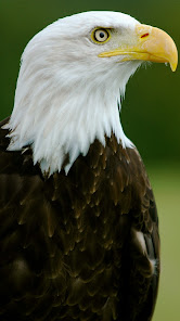 Captura de Pantalla 16 Águila americana android