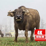 Cover Image of ダウンロード 4K Bull Wallpapers 1.0 APK