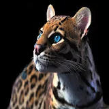 3D Leopard 070 icon
