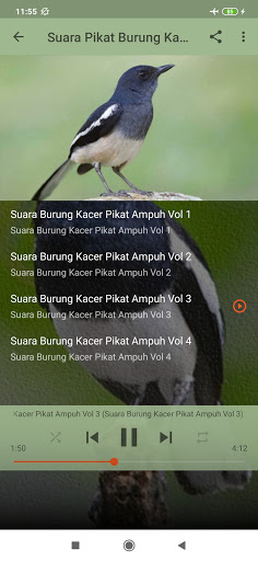 Suara Pikat Burung Kacer liar