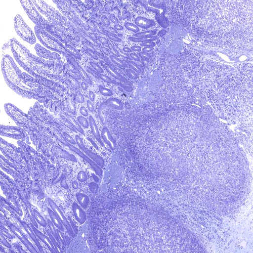 AnatLab Histology Header - AppWisp.com