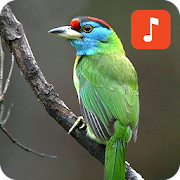Top 33 Lifestyle Apps Like Blue-throated barbet bird sounds - Best Alternatives