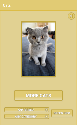 Cats - Photo Viewer Screen 3