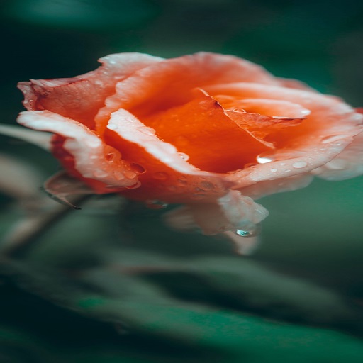 Rose Wallpapers logo