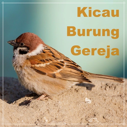 Kicau Burung Gereja Offline Download on Windows