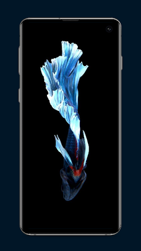 Betta Fish Wallpaper Screen 3