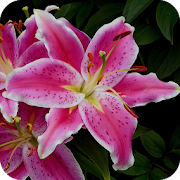 Lily Flower Wallpaper