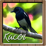 Kicau Master Kacer icon
