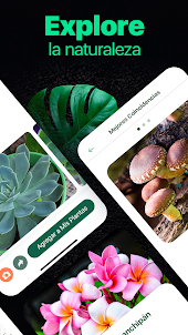 NatureID - Identificar plantas