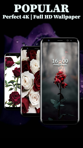 Rose Wallpaper HD Screen 2