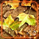 Cover Image of Download Autumn Fall Leaves  APK