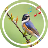Relax Bird Sounds Ringtone icon