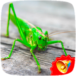 Cover Image of Download Grasshoppers Sounds  APK