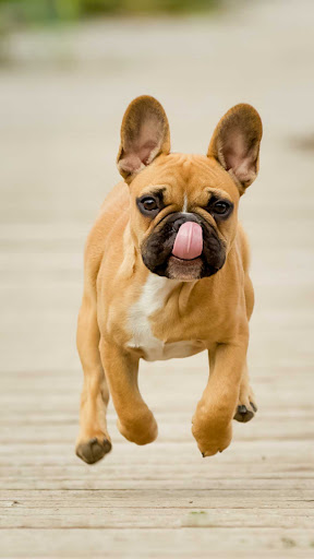 French Bulldog Wallpaper