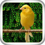 Singing Canary Master icon