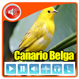 Canto De Canario Belga 2017 icon