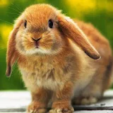 3D cute rabbit 1 icon