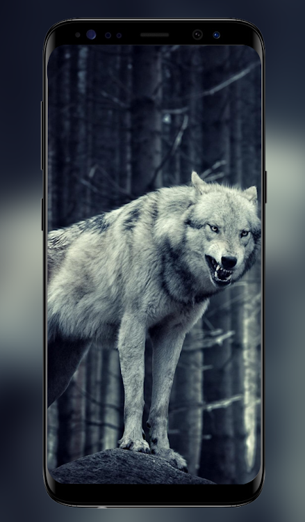 Wolf Wallpaper - 4k & Full HD by Raven Wallpapers - (Android Apps) — AppAgg