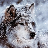 Wonderful Wolf Live Wallpaper icon
