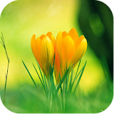 Flower Images icon