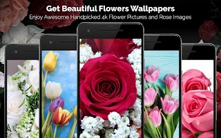 Rose Flower Wallpapers: Rosefy