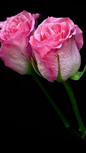 Android application Floral wallpaper hd screenshort