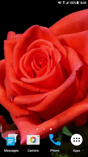 Blooming Rose 4K Video Wallpap Screen 2