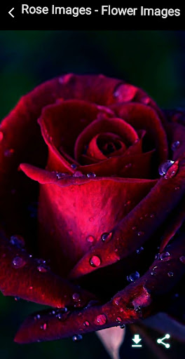 Rose Images - Flower Images Screen 2