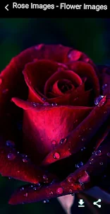 Rose Images - Flower Images