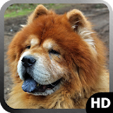 Chow Chow Wallpaper icon