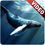 Cover Image of ดาวน์โหลด Blue Whale Video Live Wallpape  APK