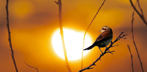 European Birds Songs & Calls