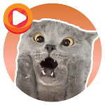 Cover Image of Baixar WASticker Cat Memes  APK