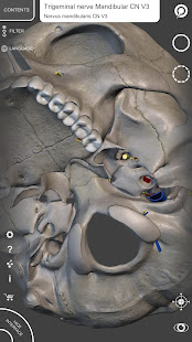 Skeleton | 3D Anatomy 2.5.3 Screenshots 8