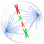 Mitosis, Meiosis and Organelles Apk