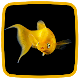 Goldfish Live Wallpaper icon