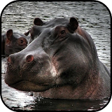 Hippo Wallpapers icon