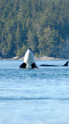 Killer Whale Wallpaper