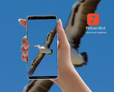 Pelican Bird Sounds 1.0.4 APK + Mod (Unlimited money) untuk android