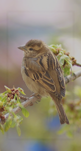 Sparrows Bird Wallpaper