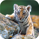 Wildlife Tiger. Live wallpaper icon