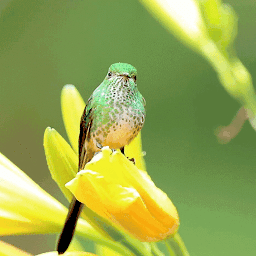 Icon image Bird On Flower LWP