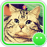 Stickey Cute House Cat icon