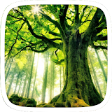 Sunlit Forest Theme icon