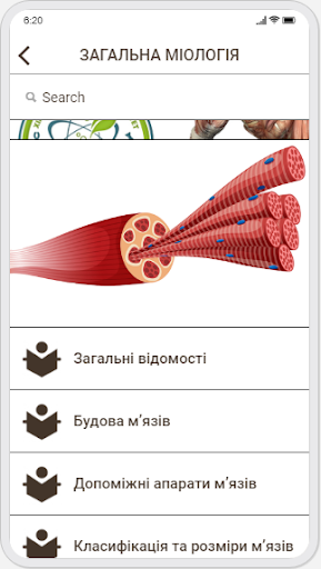 Human Anatomy. Myology Screen 2