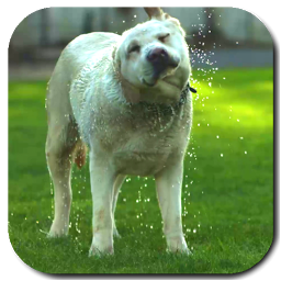 Icon image Funny Dog Video Live Wallpaper