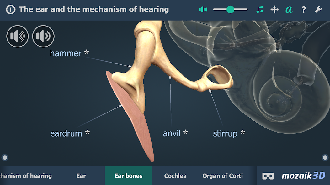 The mechanism of hearing 3D Screen Prints 3
