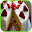 Cake Wallpaper Download on Windows
